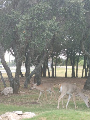 Deer